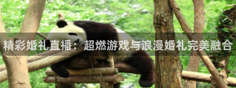 多彩娱乐网页登录入口官网：精彩婚礼直播：超燃游戏与浪漫婚礼完